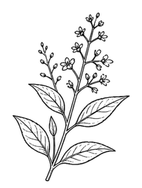 Andrographe