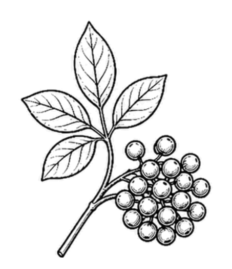 Eleuthérocoque