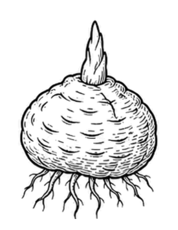 Glucomannane