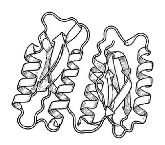 Lactoferrine