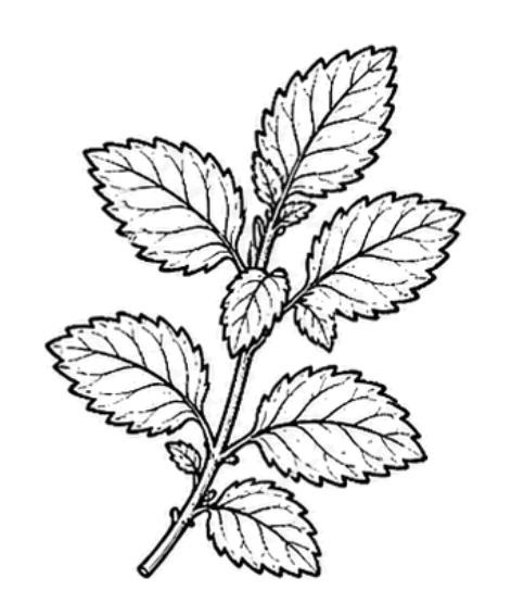 Mélisse