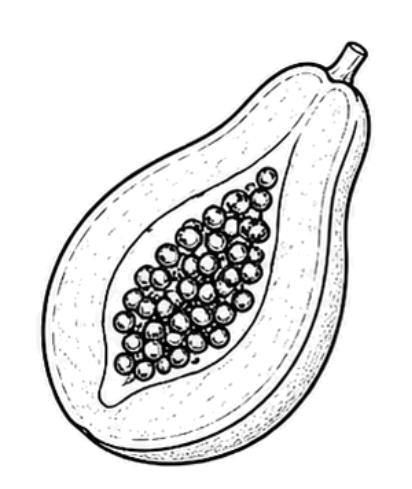 Papaïne