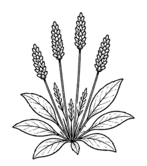 Psyllium