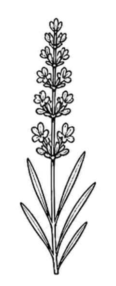 Silexan (Lavande orale)