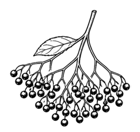 Sureau