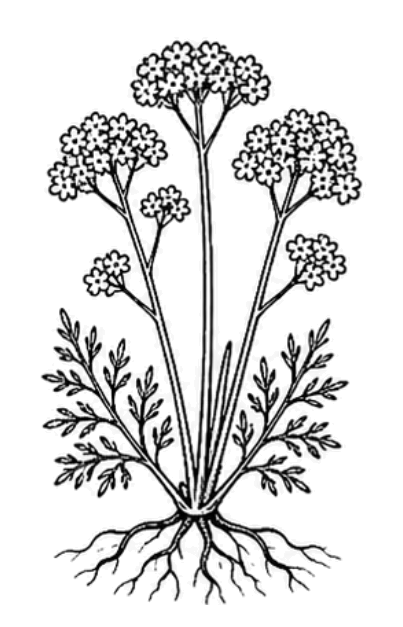 Valériane